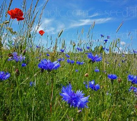 Chaber bławatek - mieszanka 