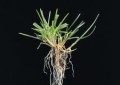 Poa pratensis.jpg