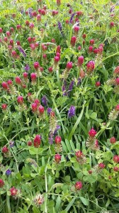 MP-6 POPLONOWA -PASTEWNA  (gorzowska)