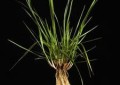 Festuca arundinacea.jpg