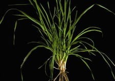 Kupkówka pospolita -nasiona trawy