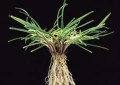 Lolium perenne.jpg