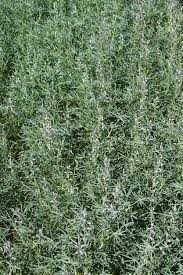 łubin wąskolistny gorzki 1kg