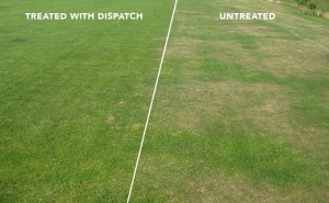 DISPATCH Sprayable - Wetting Agent