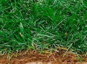 Wiechlina łąkowa (gazonowa)