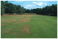 DISPATCH Sprayable - Wetting Agent