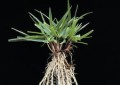 Festuca arundinacea.jpg