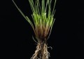 Festuca rubra rubra.jpg