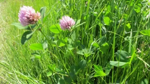 KS-13 wysokobiałkowa z koniczyną