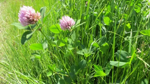 KS-13 wysokobiałkowa z koniczyną