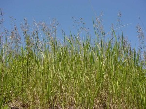 Wiechlina łąkowa - pastewna