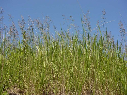 Wiechlina łąkowa - pastewna