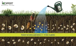 LARVANEM 50 mln nicieni -na PĘDRAKI