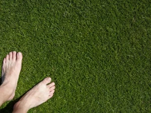 Kostrzewa czerwona kępkowa MAHINDRA