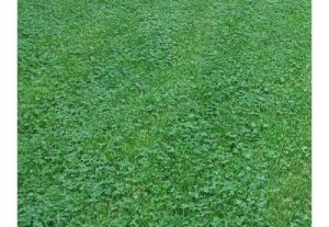  Mikrokoniczyna - koniczyna  drobnolistna EUROMIC