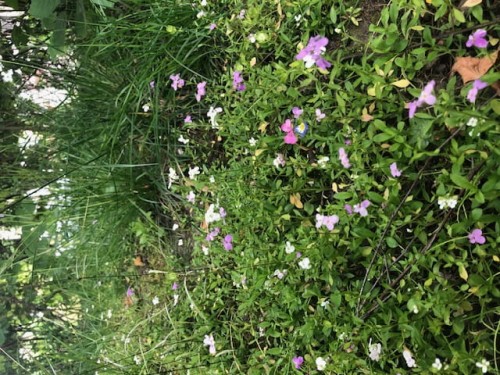 Mieszanka niskich kwiatów jednorocznych 