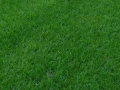 lolium_perenne.webp