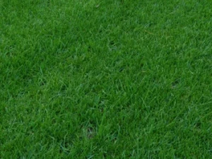 życica trwała - gazonowa