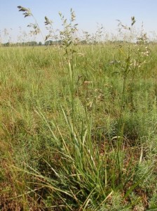 Kostrzewa trzcinowa  pastewna 