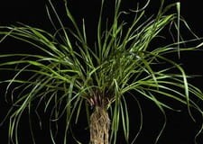 ŻYCICA WIELOKWIATOWA ( rajgras włoski) 