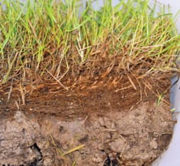 BactoGrass -do rozkładu filcu