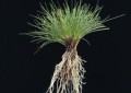 Festuca ovina duriuscula.jpg
