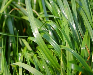 Życica westerwoldzka (rajgras holenderski)