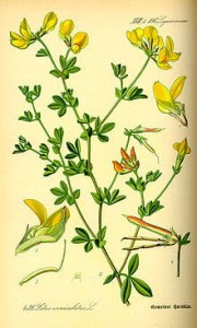 Komonica zwyczajna rożkowa