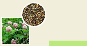 Koniczyna szwedzka biało-różowa 