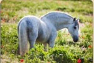 Nasiona ziół - mieszanka na łąki dla koni 