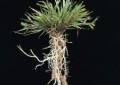 Agrostis capillaris.jpg