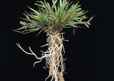 Mietlica Pospolita-nasiona trawy