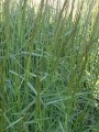 Agrostis_gigantea.jpg