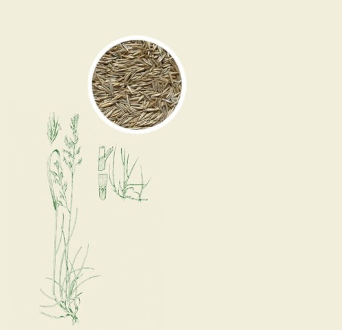 Kostrzewa czerwona - pastewna