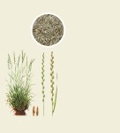 Życica trwała - pastewna 