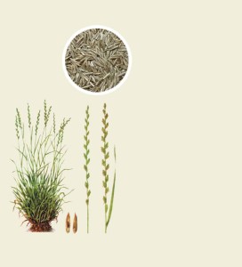 Życica trwała - pastewna 