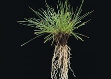 Kostrzewa czerwona kępkowa