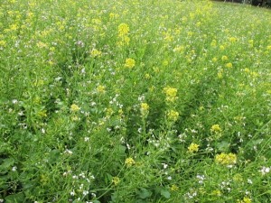 Mieszanka poplonowa MP-1