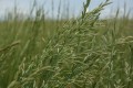 tall fescue closeup.jpg