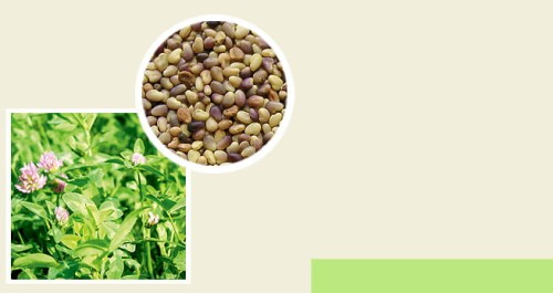 Koniczyna (czerwona) Łąkowa