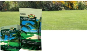 DEKORACYJNA NA GLEBY SUCHE - powolny przyrost